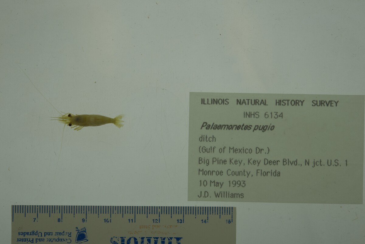 Palaemonetes pugio image